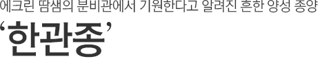 에크린 땀샘의 분비관에서 기원한다고 알려진 흔한 양성 종양. 한관종