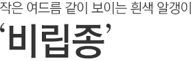 작은 여드름 같이보이는 흰색 알갱이. 비립종